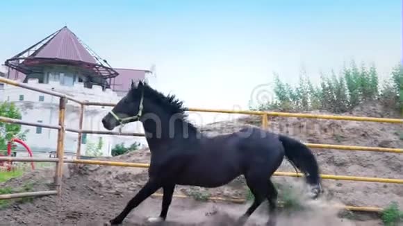 倔强的黑马在空旷的天空下在围场中飞驰马表现出他的脾气视频的预览图