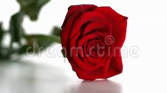 红玫瑰飘落卷起来视频的预览图