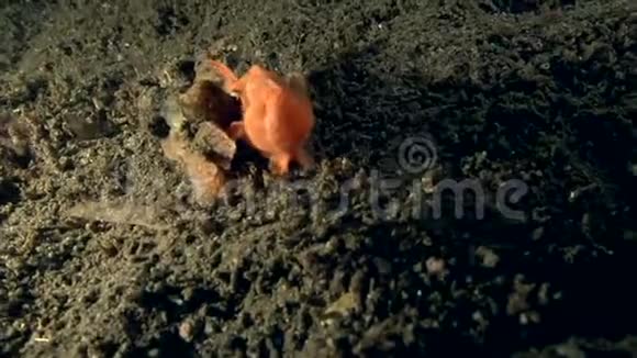 在祖鲁海杜马盖特的沙滩上吃鱼的画蛙视频的预览图