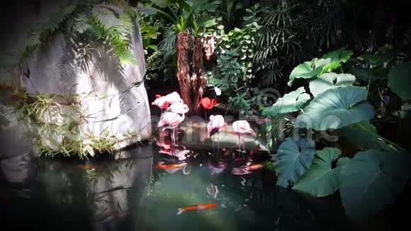 粉红火烈鸟和锦鲤鱼视频的预览图