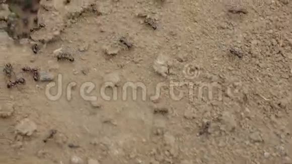 土壤中的炭疽视频的预览图