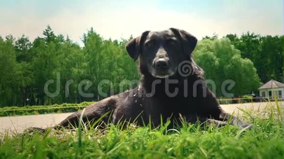 黑狗躺在地上抓住爪子和树叶视频的预览图