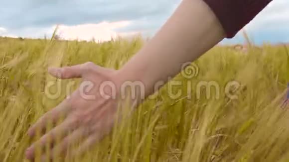 农民田间接触小麦有机作物农业劳动力农村景观视频的预览图