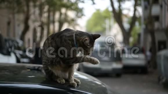 可爱的猫坐在汽车的屋顶上视频的预览图