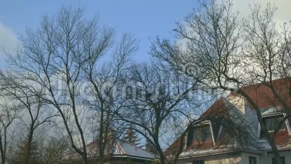 冬天的无叶树鸟巢屋顶视频的预览图