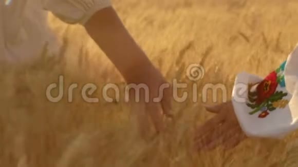 近景慢景黎明时分两位农村妇女的手在田间漫步种植小麦穗视频的预览图