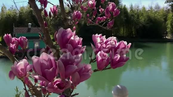 木兰花的近景树在湖边视频的预览图