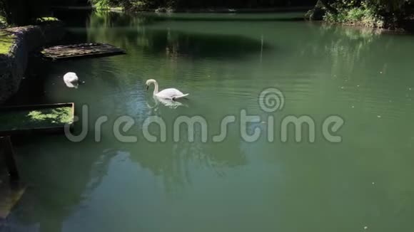 一对白天鹅在保留区的湖里游泳它们正在寻找食物视频的预览图