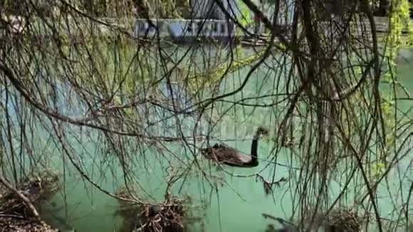 黑天鹅在公园的一个湖上的树枝附近游泳视频的预览图