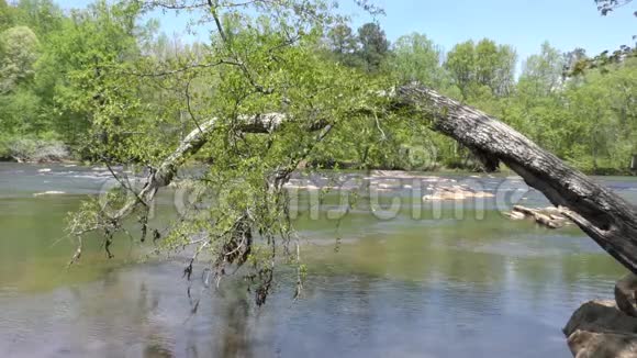佐治亚州琼斯大桥公园一棵断了的树挂在查塔霍切河上视频的预览图