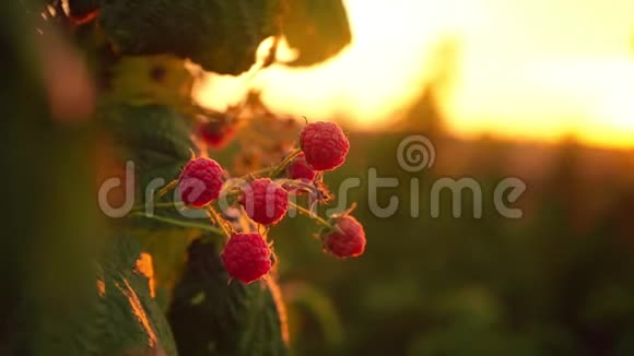 成熟的红色覆盆子挂在灌木丛上背景是夕阳背景是树莓视频的预览图