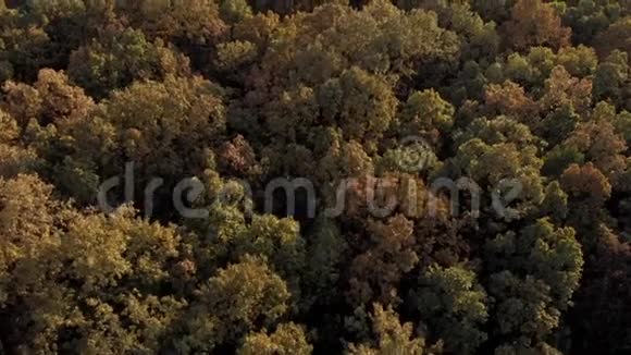 空中俯瞰五彩缤纷的森林视频的预览图
