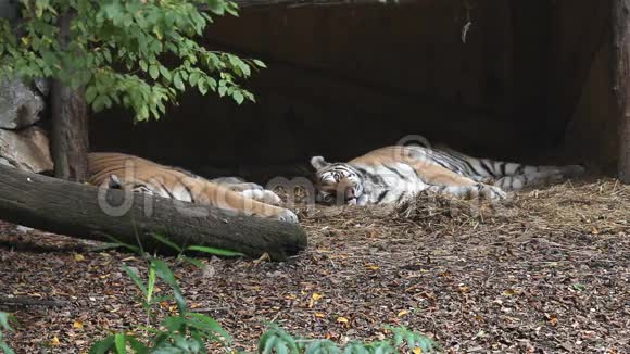 动物园里的老虎躺着视频的预览图