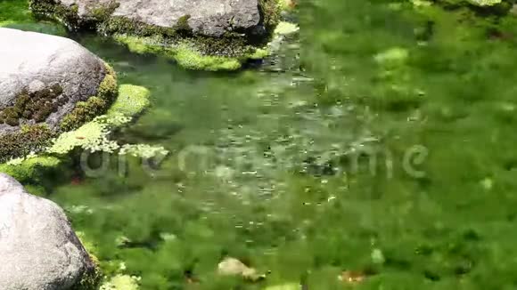 河里的藻类视频的预览图