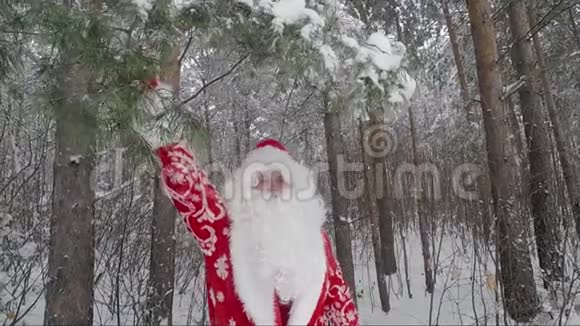 下午在白雪覆盖的冬林里的圣诞老人新年圣诞节视频的预览图