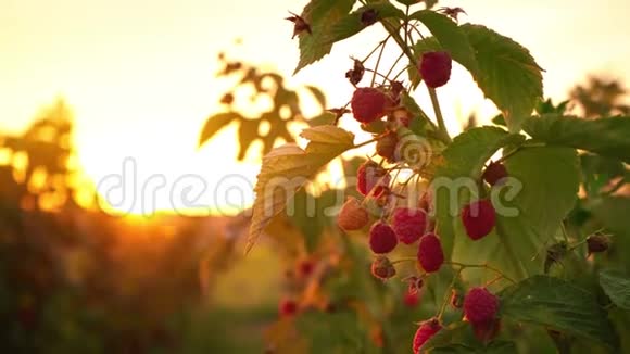 成熟的红色覆盆子挂在灌木丛上背景是夕阳背景是树莓视频的预览图
