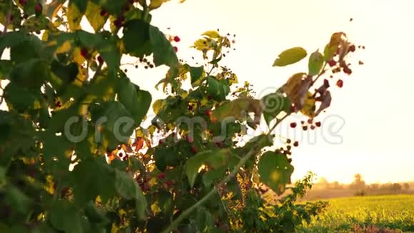 覆盆子灌木丛在夕阳的照耀下日落于覆盆子种植园黎明于覆盆子的田野视频的预览图