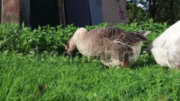 有趣可爱的棕色鹅在草地上吃草视频的预览图
