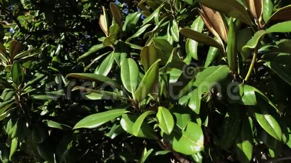 近景的绿色植物常绿的大叶子在阳光下视频的预览图