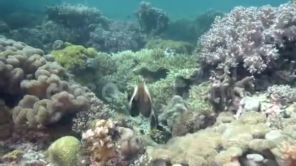 Apo岛珊瑚中的角鳞鱼视频的预览图