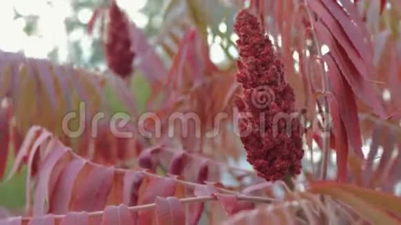 醋酸树的花和叶子苏玛克红色的阴影随风飘动视频的预览图