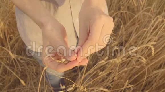女农民检查小麦作物金色麦田阳光慢慢视频的预览图