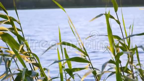 芦苇在美丽的湖面上视频的预览图