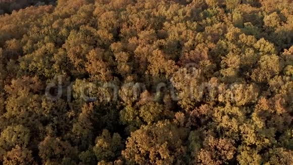 空中俯瞰五彩缤纷的森林视频的预览图