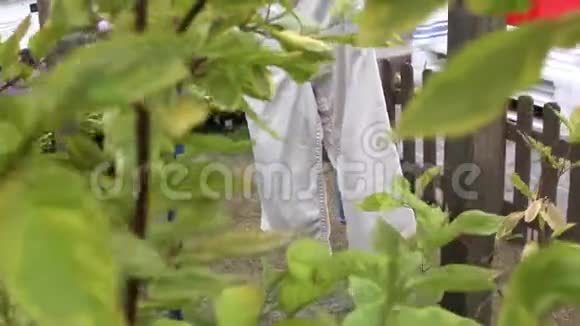 裤子毛巾麻布洗后挂在树间的绳子上在花园里晒干视频的预览图