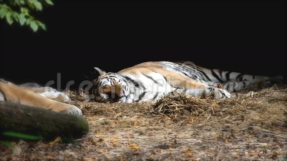动物园里的老虎躺着视频的预览图