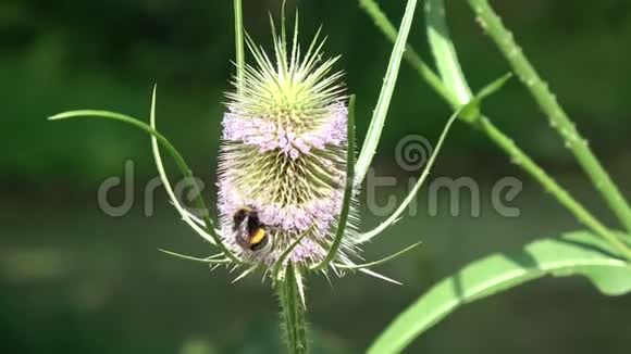 大黄蜂开花茶续断全缘植物视频的预览图