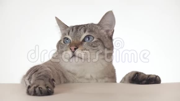 漂亮的泰国猫在白色背景的股票录像中四处寻找特写镜头视频的预览图