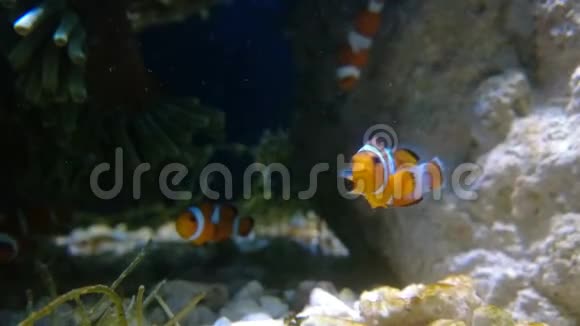 橙色小丑在游泳视频的预览图