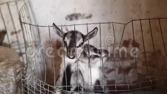 一只新生山羊在农场里的围栏里视频的预览图