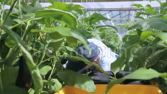 农业工业综合体中茄子的女性农艺师收获视频的预览图