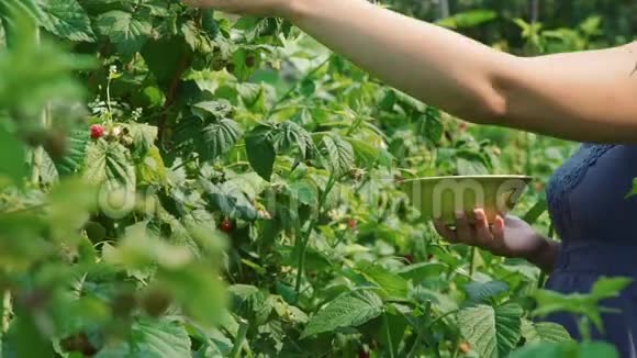 女人在花园里采摘树莓视频的预览图