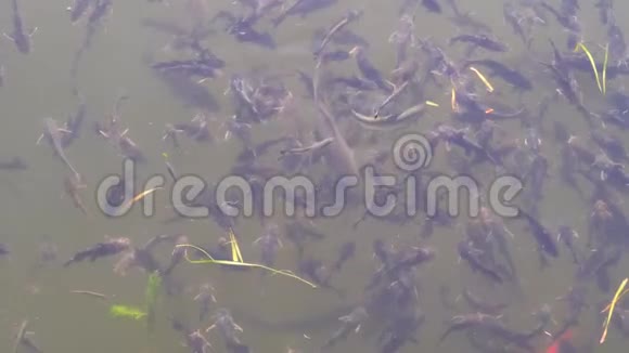 在湖里游泳的鲶鱼群4k电影慢动作视频的预览图