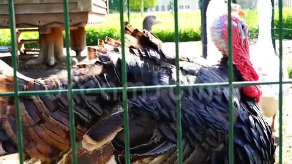 一只灰火鸡和白鹅在笼子里散步视频的预览图
