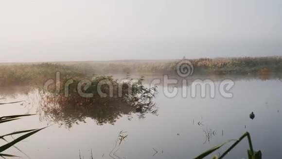 雾蒙蒙的早晨湖面上长满了芦苇视频的预览图