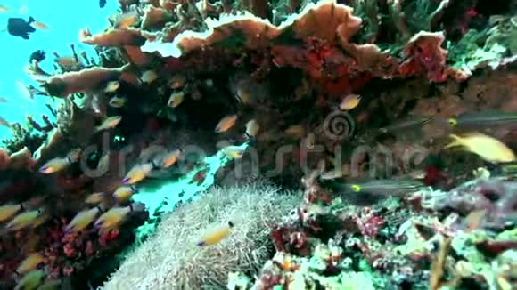 祖鲁海珊瑚中的环尾基鱼金黄五线基鱼视频的预览图