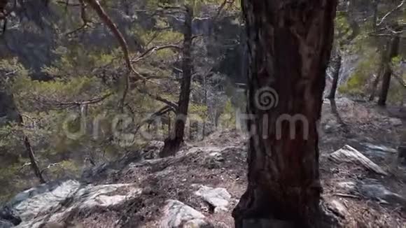 景观保护区的山峡景色松和落叶林视频的预览图