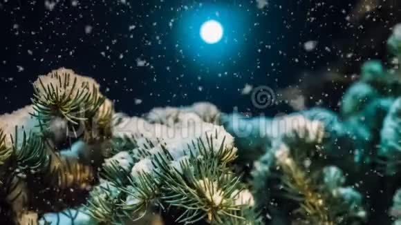 一个月亮的夜晚冬天森林里柔和的降雪一个美丽的夜晚冬天的的冬季景观视频视频的预览图