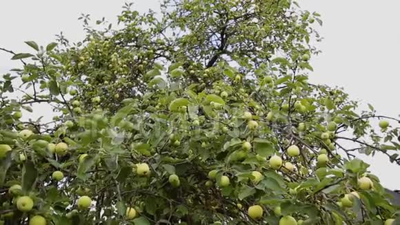 阳光明媚的一天一棵树上绿油油的苹果视频的预览图
