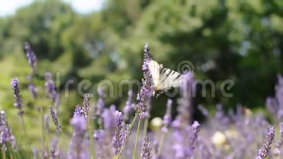 蝴蝶在薰衣草花上采集花蜜夏季风中摇曳着美丽盛开的薰衣草花朵视频的预览图
