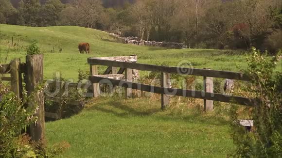 独自一只棕色的母牛在吃草视频的预览图