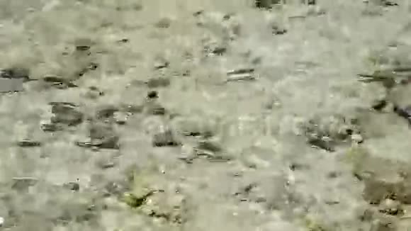 海边的鱼视频的预览图