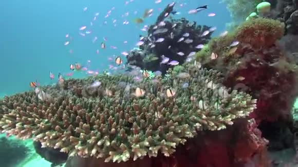 阳光明媚的一天祖鲁海阿坡岛的珊瑚中有一条漂亮的小鱼视频的预览图