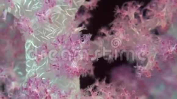 刺状软珊瑚斛属2苏丹红海视频的预览图