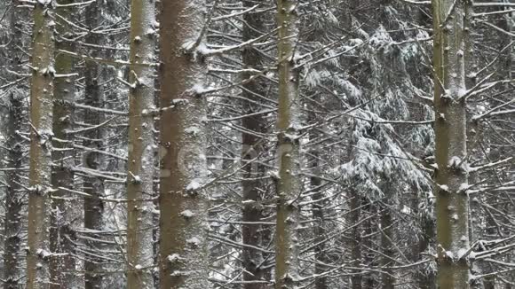松林下大雪视频的预览图