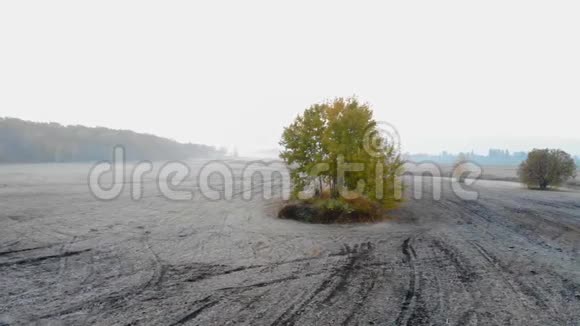 空中摄影晨雾和一棵孤树视频的预览图
